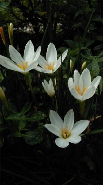 HTC One E8 Camera test