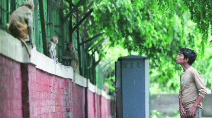 Monkey business: Delhi gets cutouts of langurs to ease menace