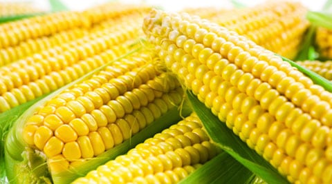 Four myths about corn you should stop believing | Health News - The ...