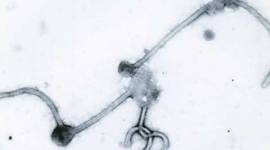 Chandigarh, Chandigarh health department, Health department, chandigarh residents, screening of disease, cancer, diabetes, JP Nadda, Union health minister JP Nadda, Nadda, Medical,