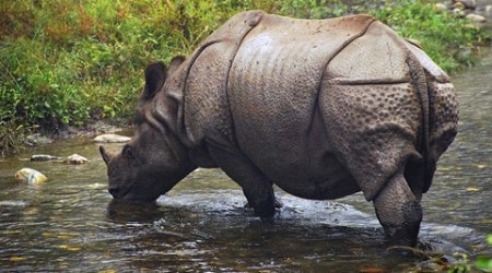 The last incident of rhino poaching was recorded in the Jaldapara National Park in 2010. 