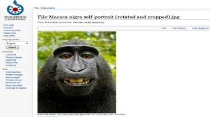 Monkey selfie copyright dispute - Wikipedia