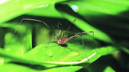 Daddy long legs spider with babies, I assume this is the mo…