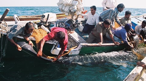 Whale shark rescue in progress off the coast of Gujarat.