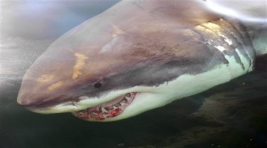 Internet under attack! Blame sharks