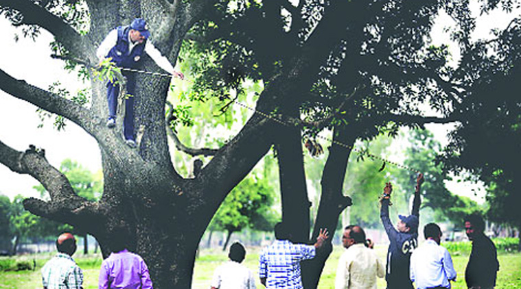 According to the SIT, the branches of the mango tree were around 8-10ft high, and the “manner of hanging” did not suggest suicide.