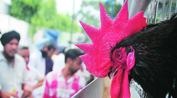 At the Pashu Palan Mela on Friday.