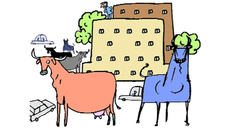 One needs to procure a licence from MC to keep cows.