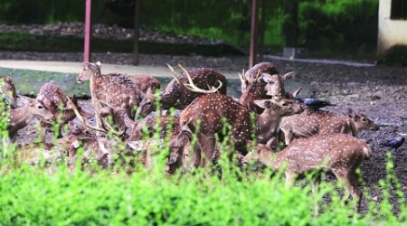 Activists and animal lovers claim there is another big problem - poorly trained animal caretakers.