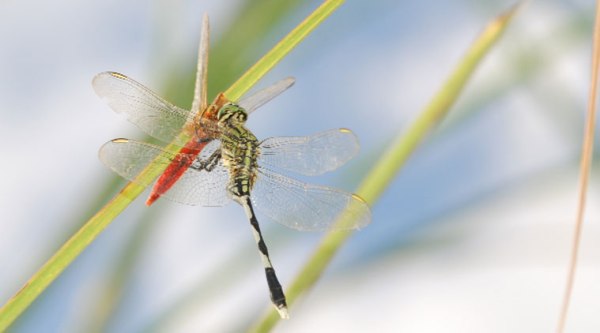 Dragonfly design hasn’t changed for around 150 million years. there are now around 5,000 species worldwide, 500 in india