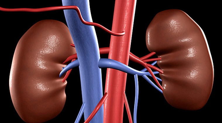 organ donor news, organ transplant news, india news, indian express news