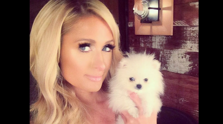 Paris Hilton buys USD 13,000 Pomeranian puppy | Entertainment-others ...