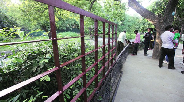 Delhi zoo authorities started installing wire-fence on Wednesday, a day after a 22-year-old man was mauled to death by a white tiger. ( Source: Express photo by Amit Mehra )