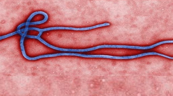 Ebola virus, Ebola vaccine, Ebola vaccine trial, China Ebola vaccine, Ebola vaccine human trial