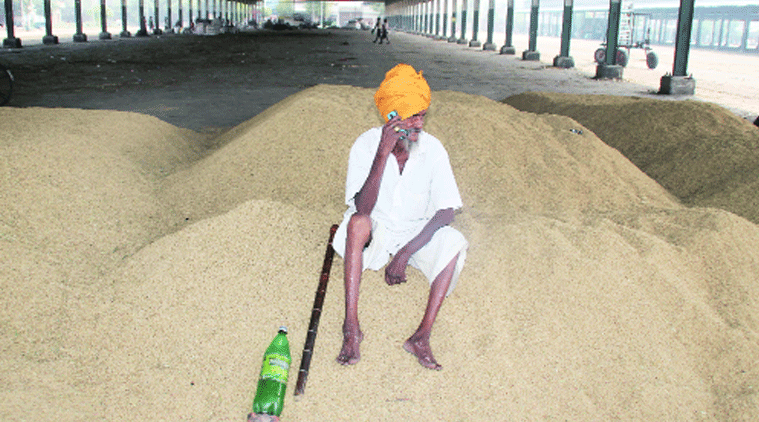 Jayani went to the mandis of Fazilka to make sure that government agencies start purchasing paddy. (Source: Express photo by Gurmeet Singh)