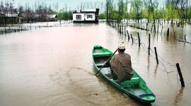 Jhelum river, jammu and kashmir High Court, J&K High Court, dead fish jammu and kashmir,