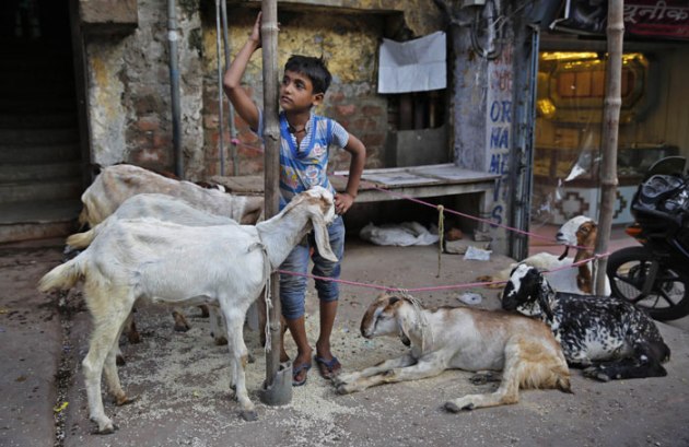 Why do Muslims sacrifice animals on Eid-al-Adha or Baqreid