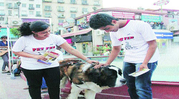 Animals lovers get a chance to indulge their best friends