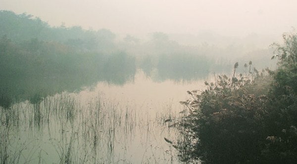 A vast assemblage of animal and plant life depends on them.  (Source: Ranjit Lal)