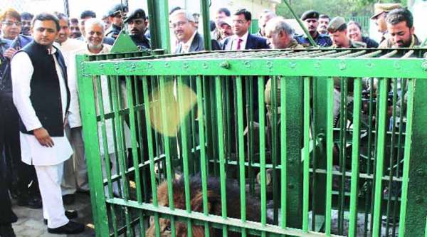 Akhilesh himself monitors work at Etawah’s Lion Safari.