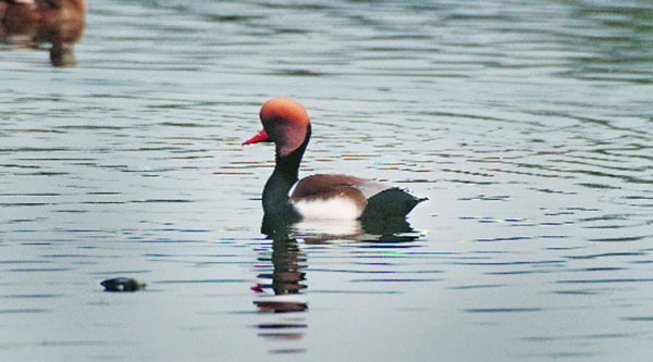 FLOATING ALONG | A red-crested pochard