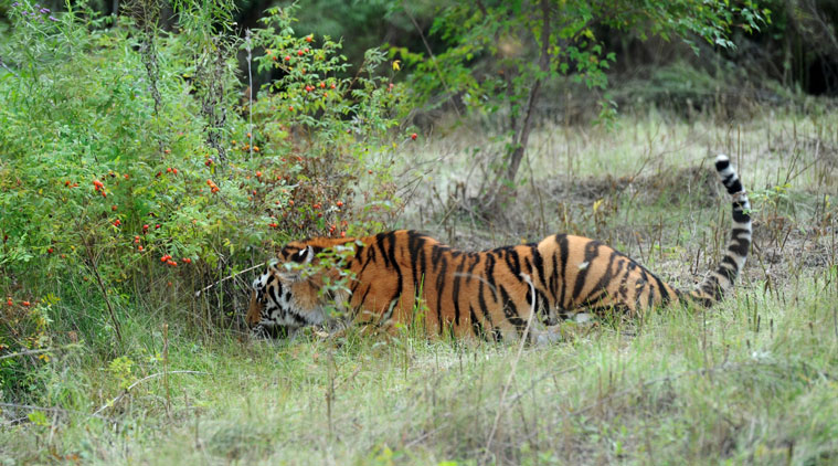 In this Sept. 1, 2013 file photo, a Siberian tiger prowls at the Federal Center for rehabilitation of rare species of animals in the village of Alexeyevka in the Russian Far East during Russian President Vladimir Putin's visit. A rare Siberian tiger released into the wild by Russian President Vladimir Putin is keeping farmers in northeastern China on edge. China’s official Xinhua News Agency said Wednesday, Nov. 26, 2014, that the animal, named Ustin, bit and killed 15 goats and left another three missing on Sunday and Monday on a farm in Heilongjiang province's Fuyuan county. (Source: AP)