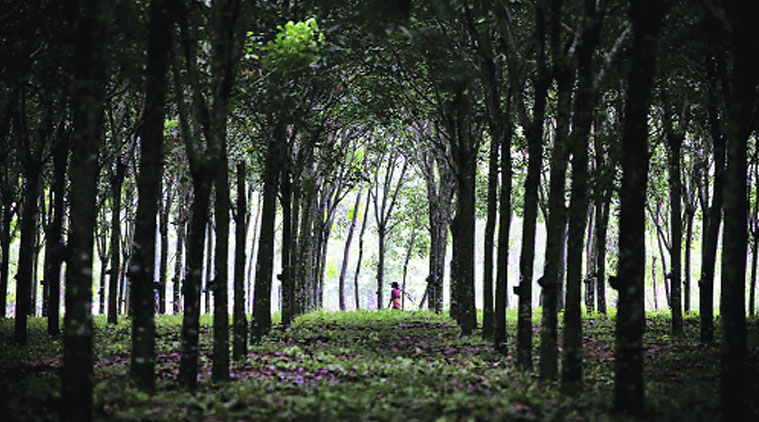 1 kg rubber price in kerala