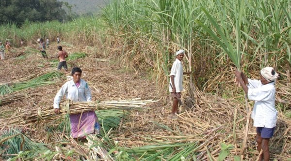 Sugarcane is today unfortunately a victim of vested interests — from pseudo-environmentalists and liquor makers to state governments and mills.