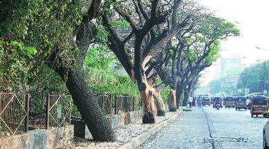 Huda Survey, tress, trees variety, HUDA, chandigarh news, indian express