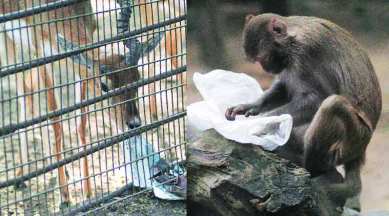 Citing RTI reply, activists say Byculla Zoo trading in animals illegally |  Cities News,The Indian Express