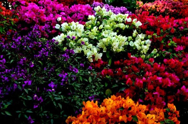 Bougainvillea arrangements (Source: Swasti Pachauri)