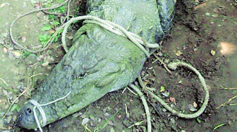 This is one of the largest crocodiles rescued during this season. (Source: Express Photo)