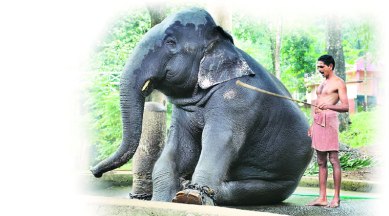 Kerala Animals Sex Com - Indrajith