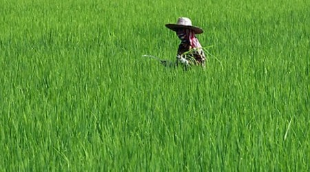 Poppy cultivation, West bengal, bangladesh, drug smuggling, fake currency, drug peddlers, Poppy cultivation west bengal, latest news, India news