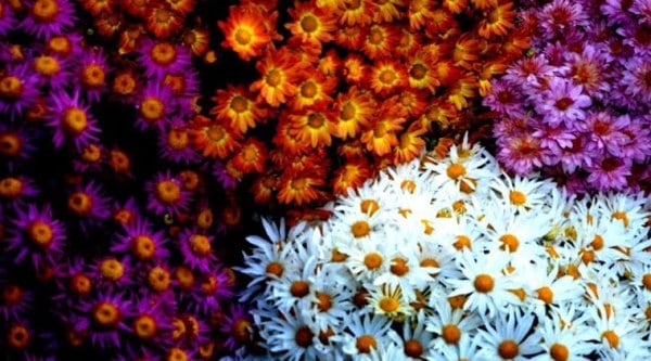 flowers-main
