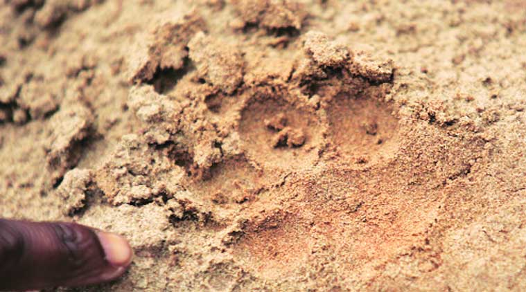 Pug marks found near Tangri  river in Jalauli village in Panchkula on Saturday. (Source: Express photo by Jaipal Singh)