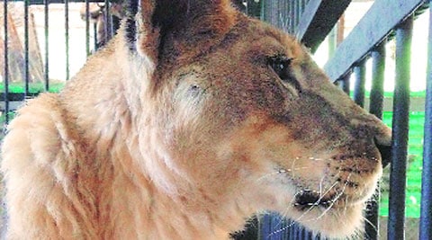Jimmy was the last surviving big cat at the zoo