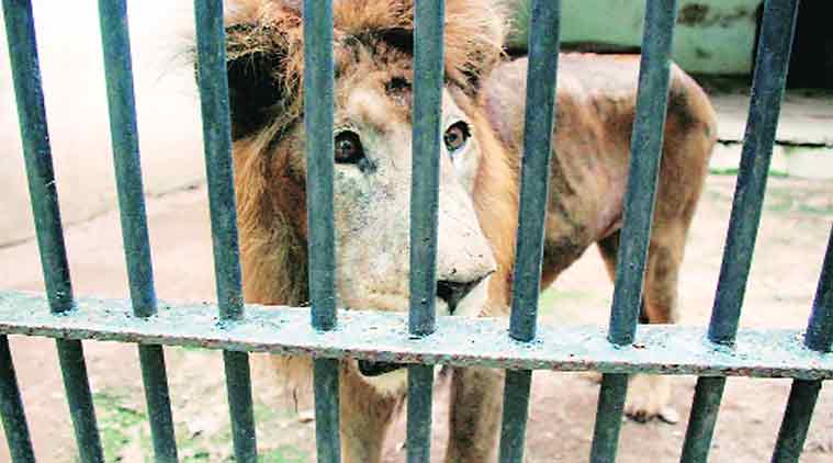 lion death, lion dies, vadodara zoo