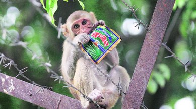 monkey, monkey vermin, himachal pradesh monkey, state board of wildlife, himachal pradesh, himachal pradesh wildlife, express news, indian express, india news, shimla news