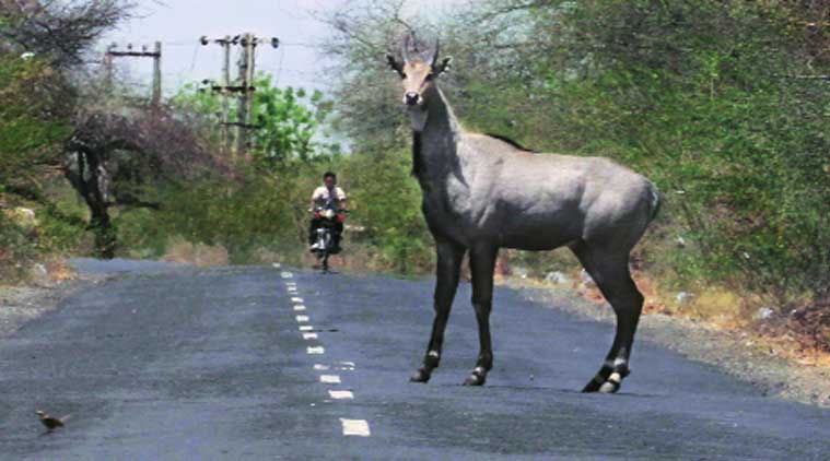 There’s a gai in nilgai so BJP in a fix, both in Centre and state