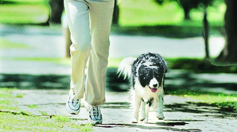 It might seem that having a pet dog would result in considerable physical activity, and that’s true, broadly speaking.