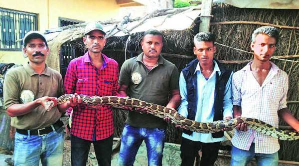 A six-foot-long snake dragged out of an under-construction site in Vadodara on Friday. (Source: Bhependra Rana)