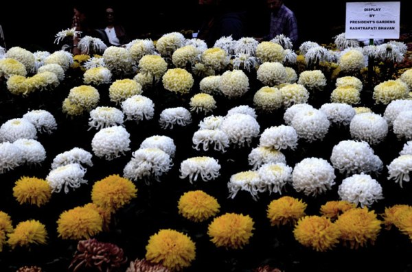 Floral display from Rashtrapati Bhavan (Source: Swasti Pachauri)