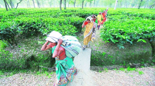At the SD Dooars estate in Jalpaiguri.