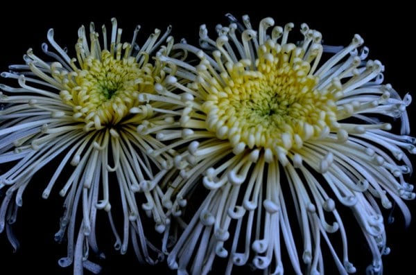 A spider chrysanthemum (Source: Swasti Pachauri)