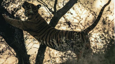 Namdapha National Park: 3 Royal Bengal tigers spotted by camera trapping | India News,The Indian Express Namdapha National Park: 3 Royal Bengal tigers spotted by camera trapping | India News,The Indian Express