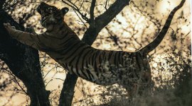 royal bengal tiger, royal bengal tiger spotted, namdapha national park, namdapha national park tigers, namdapha tigers, tiger spotted, india news