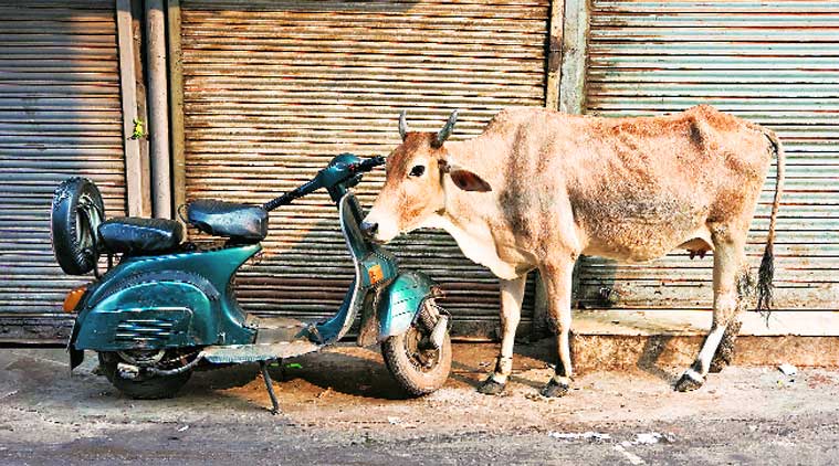 Cow slaughter, Cow slaughter ban, ban Cow slaughter, ban on Cow slaughter, Cow slaughter ban india, Cow slaughter Haryana, Haryana cows, cows, haryana news, india animals, animal slaughter, india news, indian express