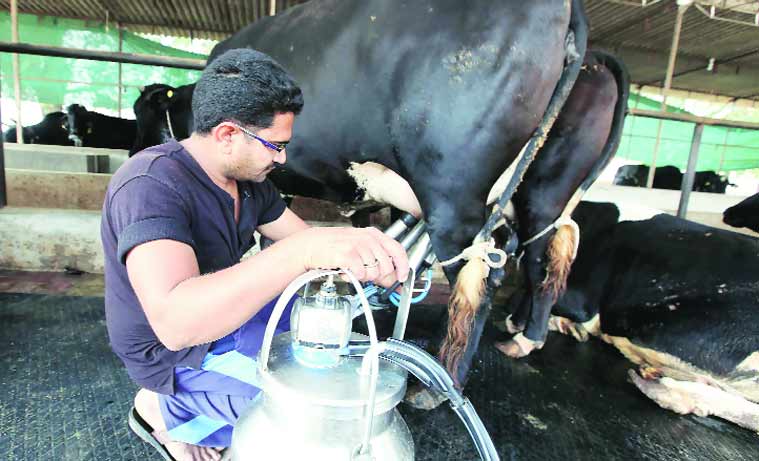 Devansh and his brother Nimesh started their tabela in 2006 with 25 cows; they now have 60.