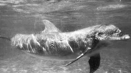 dolphin, dolphin reserve, dolphin community reserve, dolphin lake, dolphin river, dolphin india, dolphins in india, india dolphins, dolphins, india news